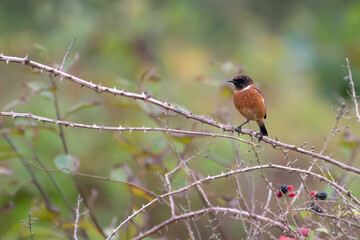 Male European stonechat (Saxicola rubicola) perches on thorny branch, Norfolk, England