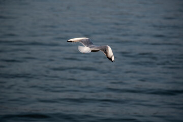 Fototapeta na wymiar Seagulls in flight Romania 41