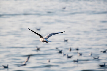 Fototapeta na wymiar Seagulls in flight Romania 29