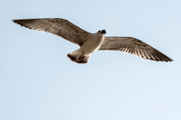 Seagulls in flight Romania 22