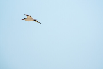 Seagulls in flight Romania 12