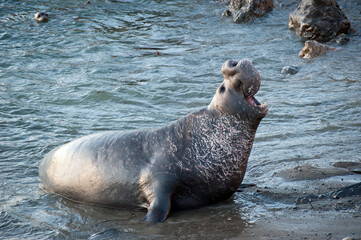 Bull Elephant Seal Announcing His Arrival at Piedras Blancas Beach Near San Simeon, California