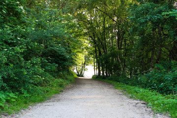 Fototapeta premium View of empty pathway in forest with plants, trees foliage and bright sunlight in background. No people.