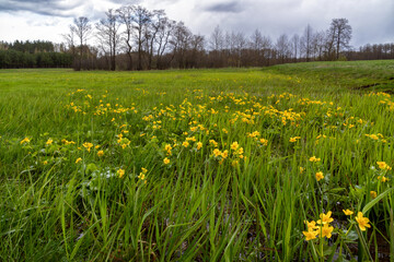 Dolina Narwi wczesną wiosną, Podlasie, Polska