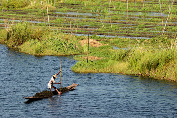 Fototapeta na wymiar Homme au travail sur le lac Inle, Birmanie, Myanmar