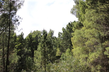 Obraz premium trees in the forest