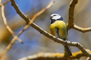 Eurasian Blue Tit Sitting on a Branch and sing ( Cyanistes caeruleus )