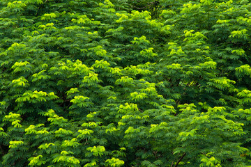 Vibrant Green Tree Leaves in Natural Light