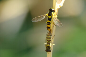 Long Hover Fly (Sphaerophoria scripta) - mating