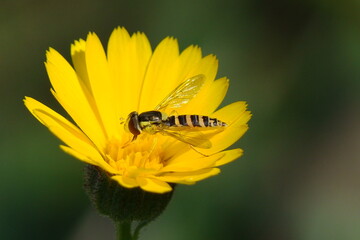 Long Hover Fly (Sphaerophoria scripta)