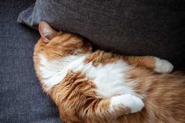 ginger cat hides its muzzle in a pillow. Shame and running away from problems