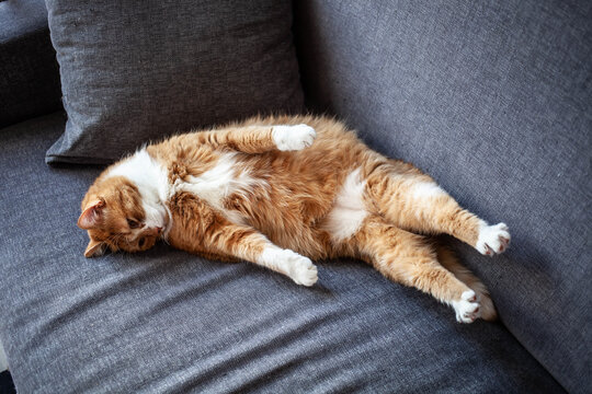 fat sad ginger cat lies on a gray sofa