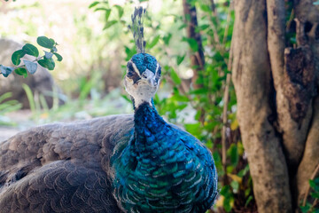 peacock in the park