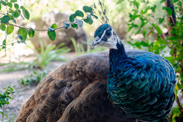 peacock in the park
