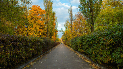 Obraz premium Autumn alley