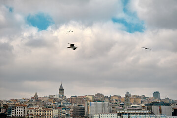 Seagull birds, sea birds in front of Galata Tower 