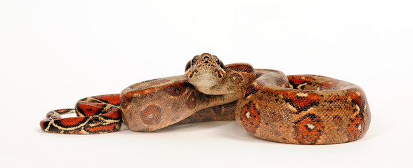 Red-tailed boa // Abgottschlange (Boa constrictor)
