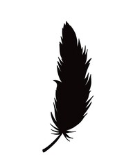 silhouette of bird feather