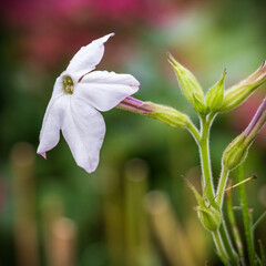 Blooming tobacco flower in autumn