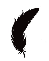 silhouette of bird feather