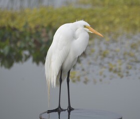 Ritch Grissom Memorial Wetlands