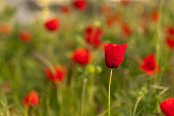 Close up of a poppy in a poppy field