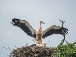 Three White Storks on a Nest. Knepp Estate.