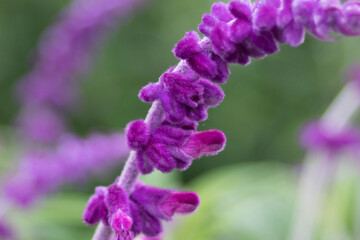 Salvia Leucantha Midnight