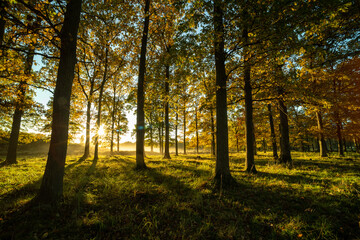 Sun flare through the forest in a cold autumn morning