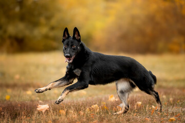 Beautiful black dog of breed German Shepherd