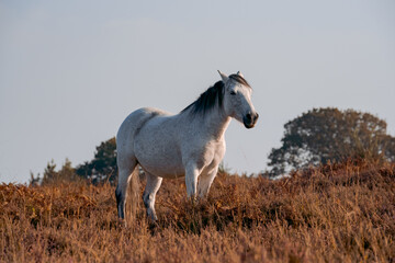 Obraz premium wild white horse in the field in new forest