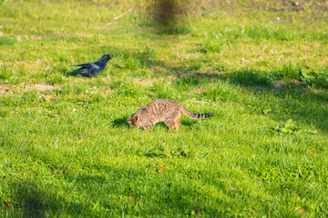 cat and crow in field