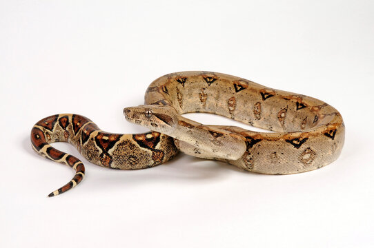 Red-tailed boa // Abgottschlange (Boa constrictor)