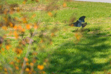 cat and crow in field