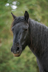 Fototapeta premium portrait of a black horse