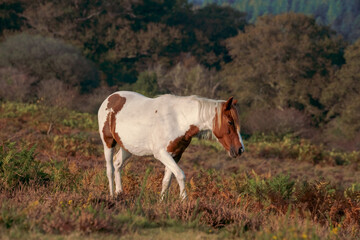 Fototapeta na wymiar wild horse in the field in new forest