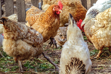  domestic cat watching the chickens