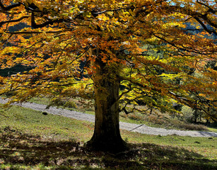 Baum im Herbstlaub