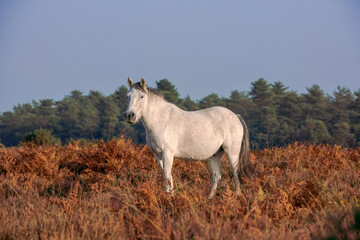 Obraz na płótnie Canvas wild white horse standing in the field in new forest