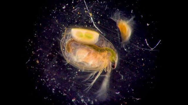 (Daphnia magna, Cladocera), small planktonic crustacean under the microscope, close-up