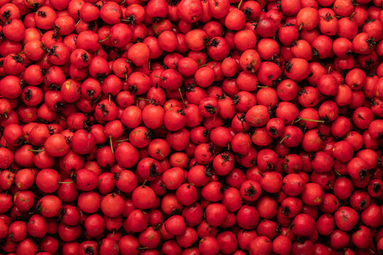 hawthorn berries top view background