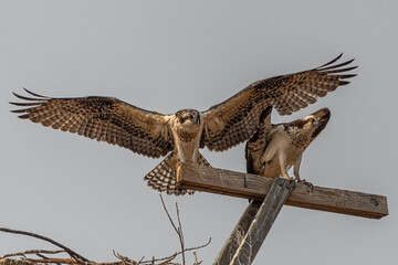 Western Osprey (Pandion haliaetus) Couple