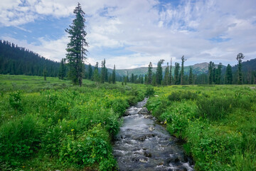 A stream in the taiga of the Ergaki natural park