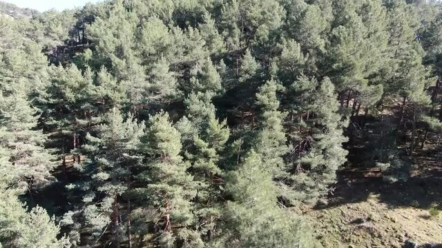 Vuelo sobre bosque de pinos