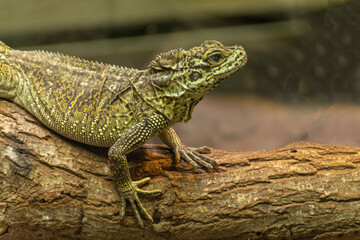 lizard on a tree