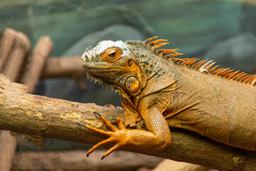 Fototapeta premium iguana on a tree