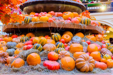 decorations of orange and multicolored pumpkins lie a lot for halloween fall