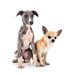 English Whippet and chihuahua