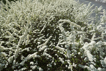 Park for recreation for all open in Germany