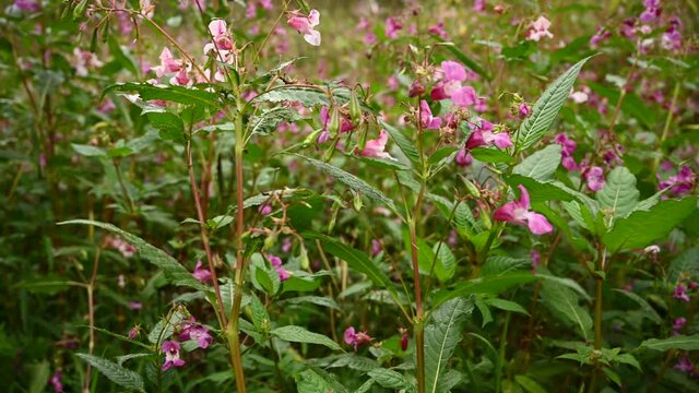 Impatiens glandulifera flower at the wind. Close up video panorama. High quality 4k footage